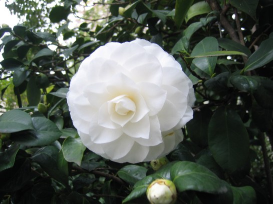 25-feb Camelia 002