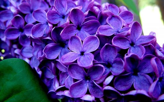 Lilas